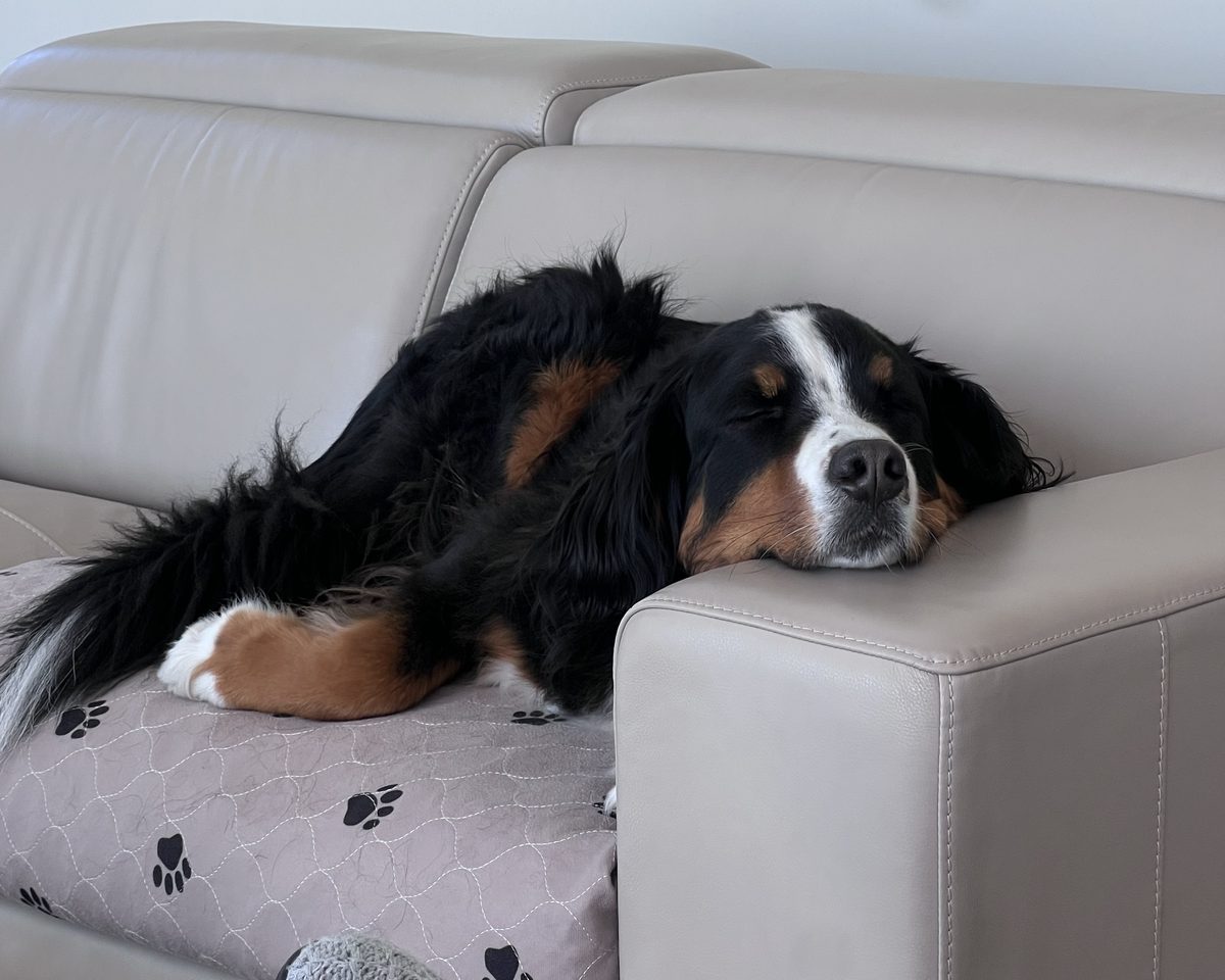 Nala asleep on the couch, chin resting on the armrest