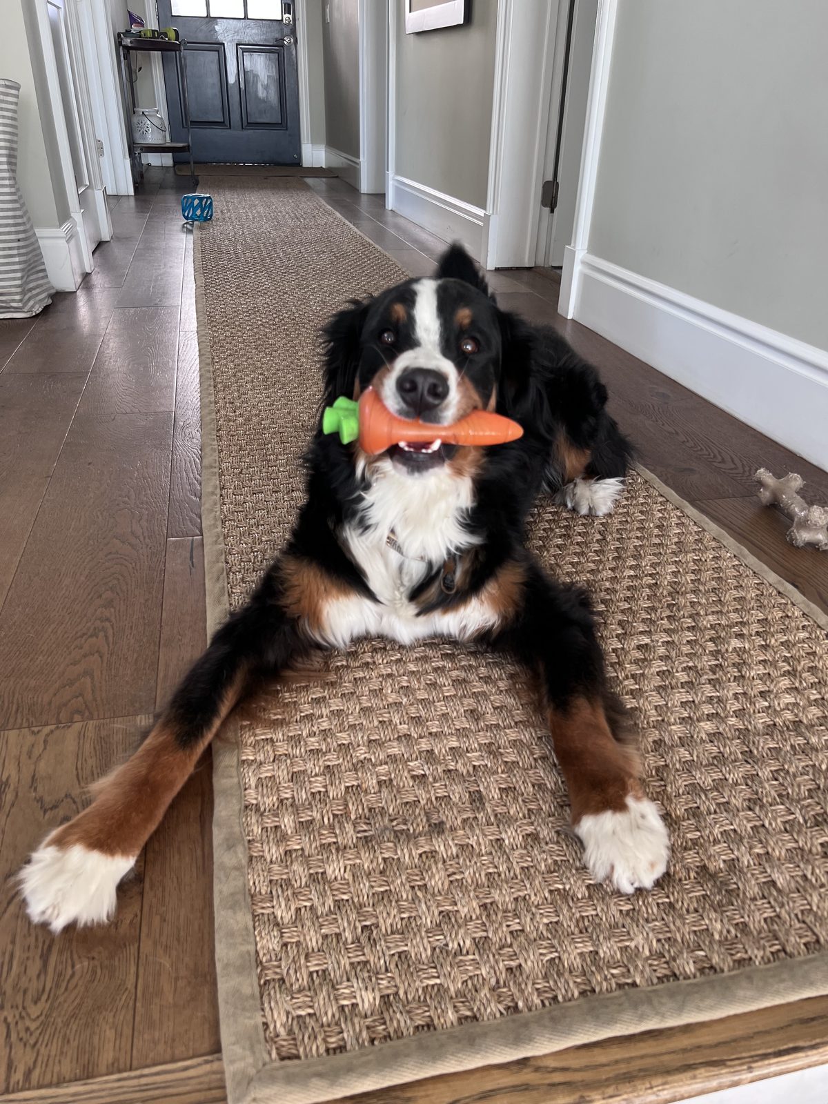 Nala, a Bernese Mountain Dog, lying in a hallway holding a carrot toy