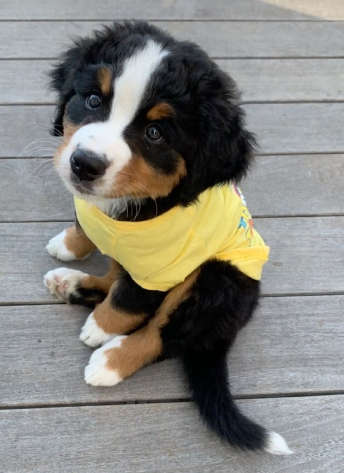 Nala as a Bernese Mountain Dog puppy, looking up in her yellow shirt